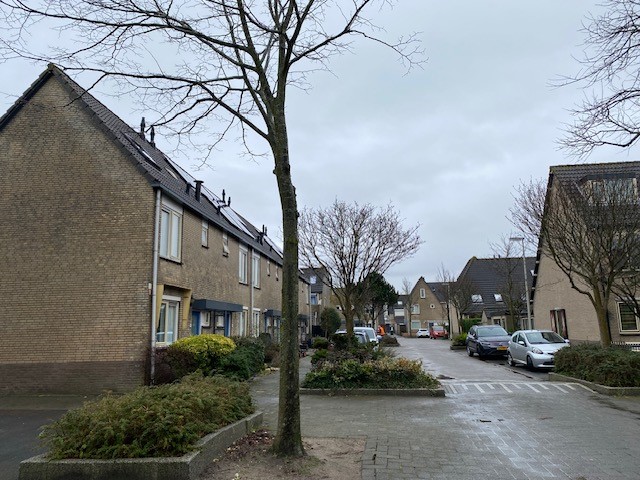 Schelfhout 31