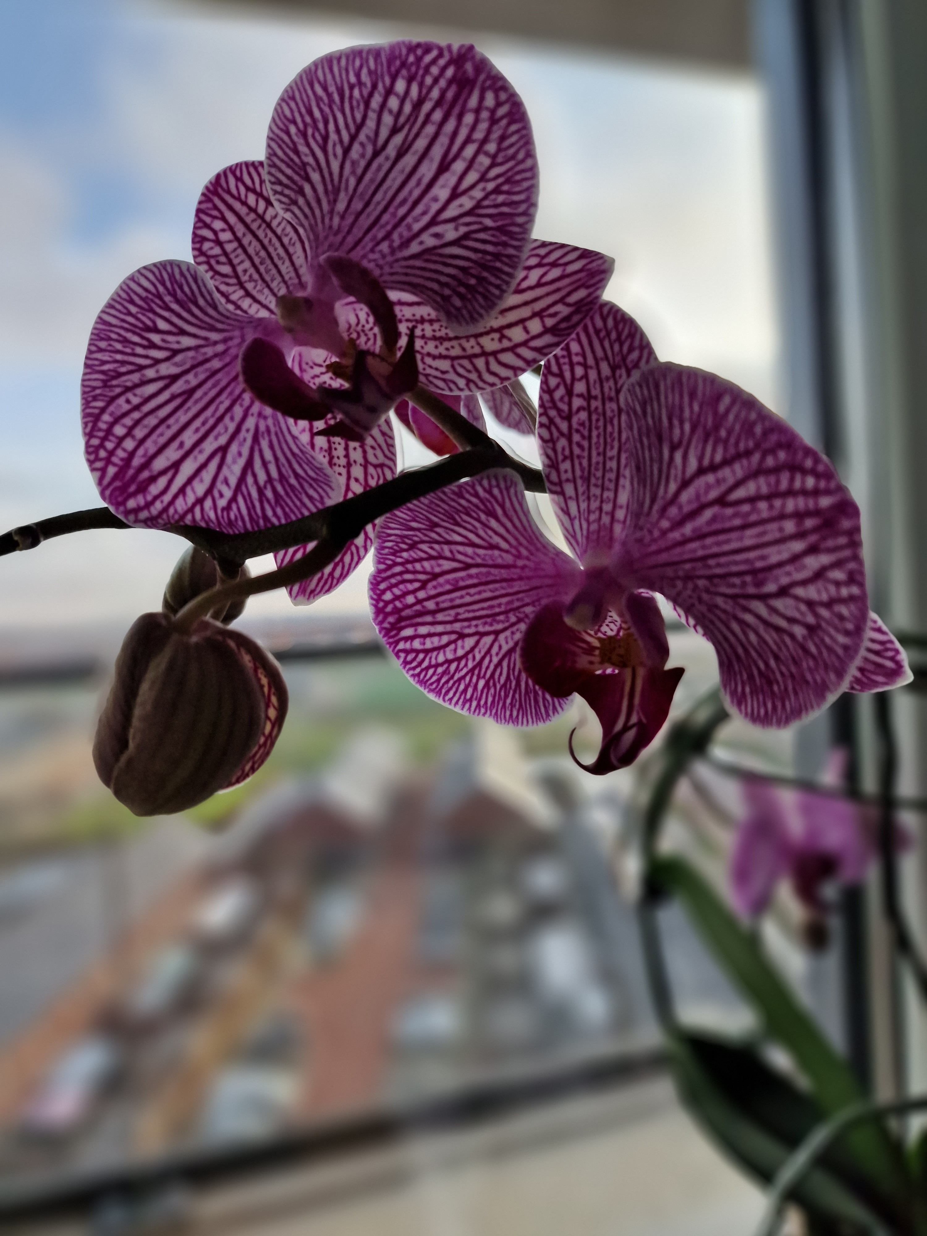 Nannie van Wehlstraat 170