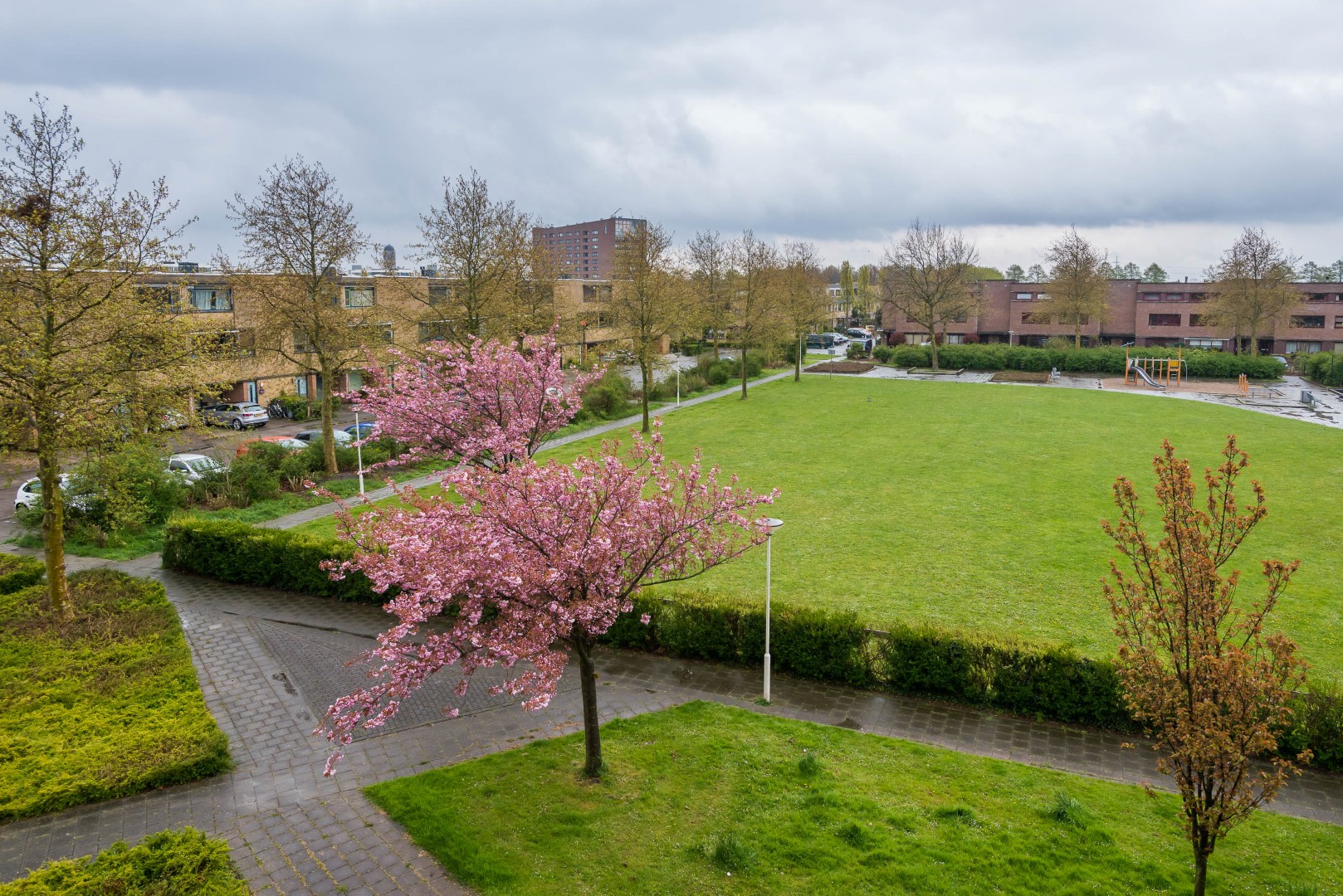 Palissanderhout 99