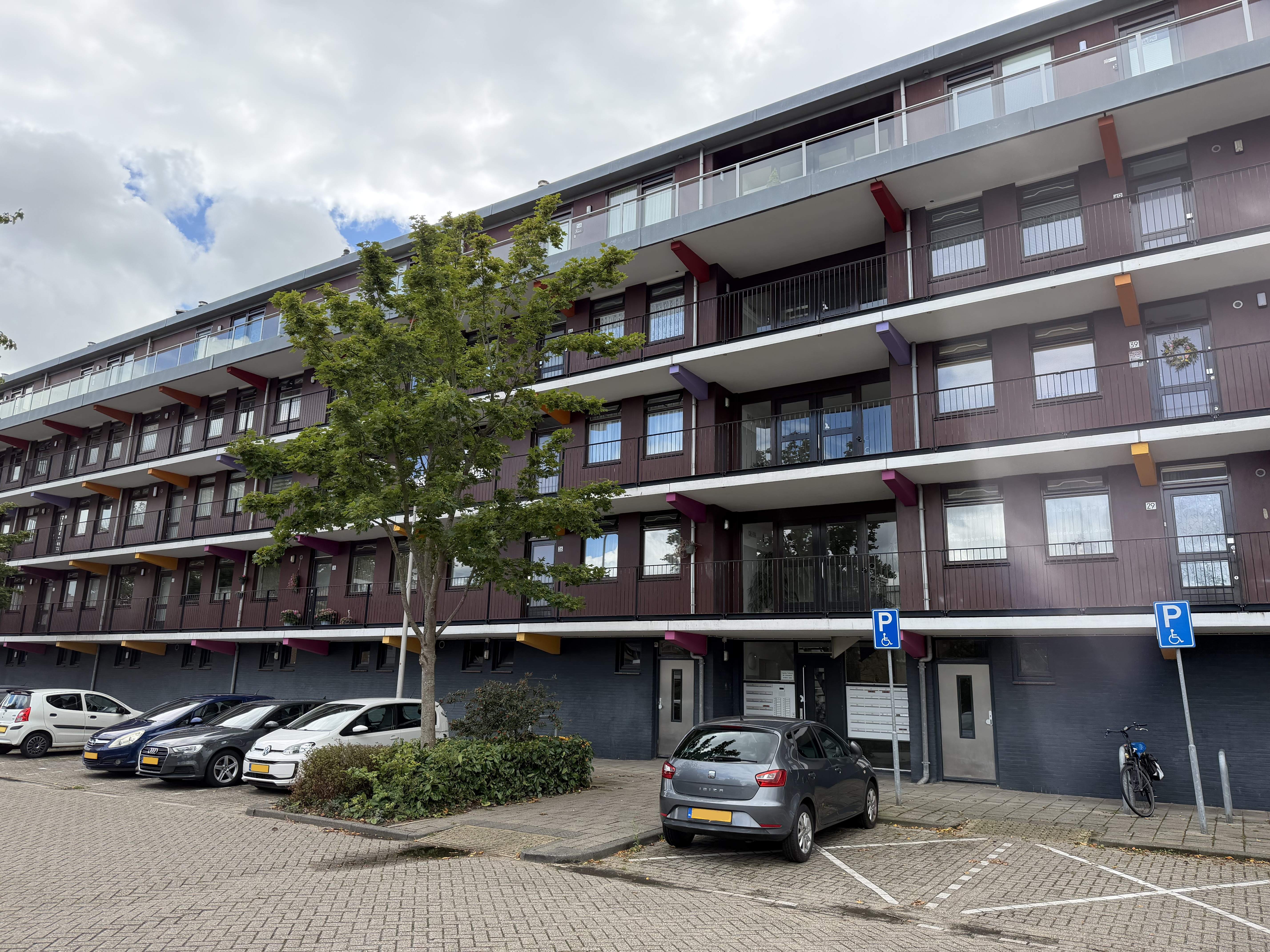 Gele Kwikstaart 52