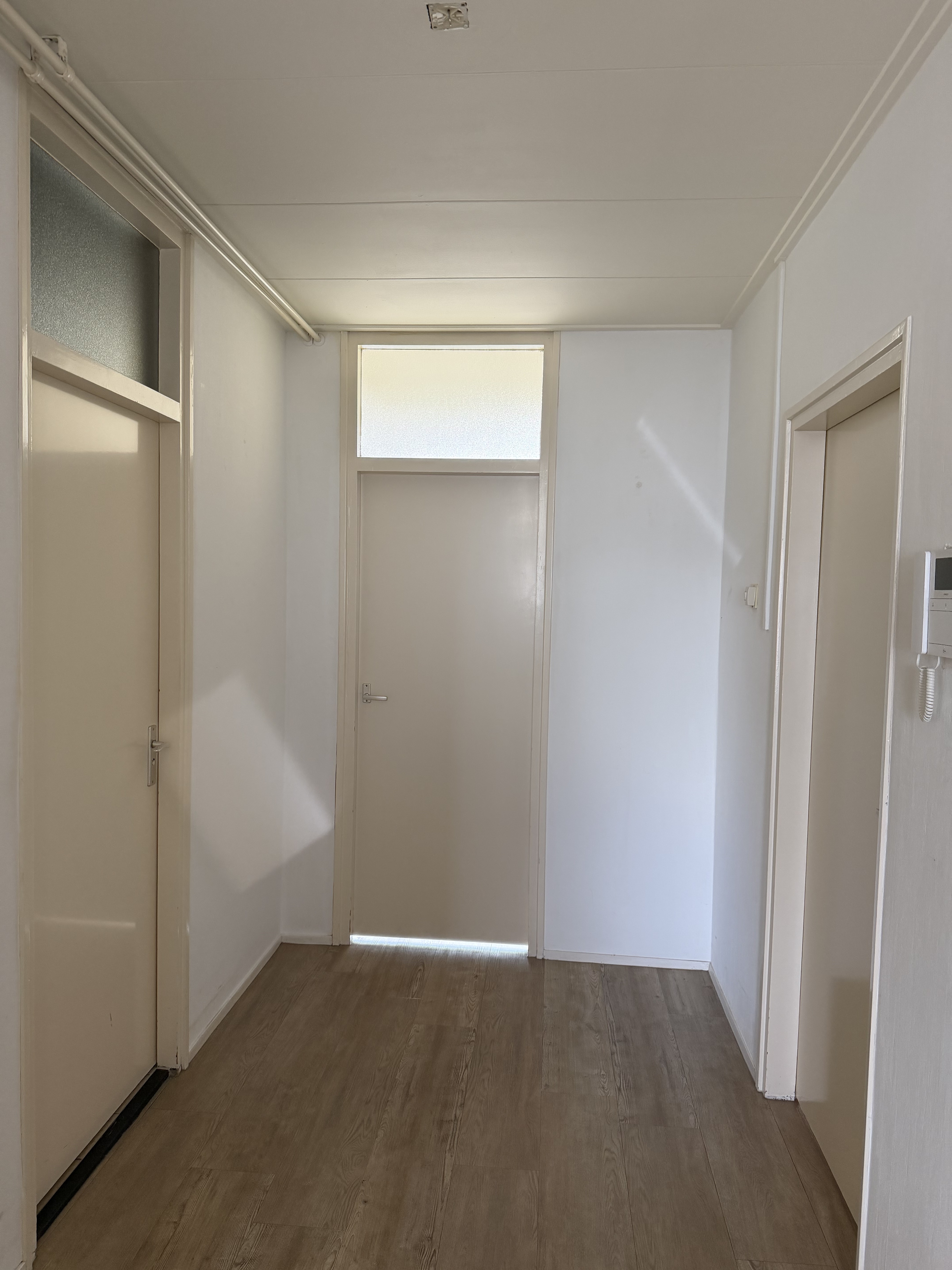 Gele Kwikstaart 52