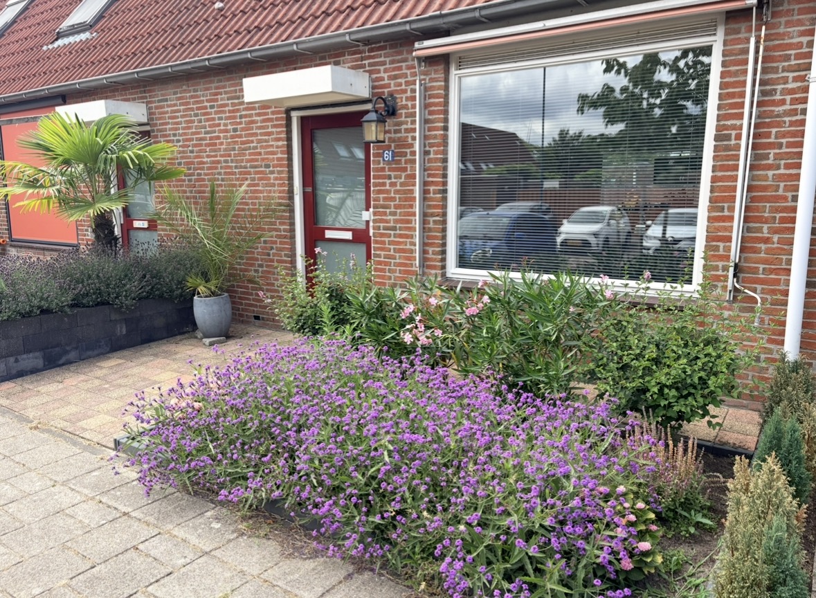 Kasselbruin 61